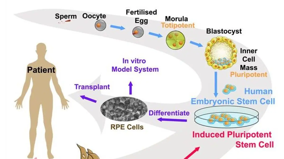 Eine Übersicht, die die möglichen Anwendungen embryonaler, adulter und induzierter pluripotenter Stammzellen in der medizinischen Behandlung darstellt