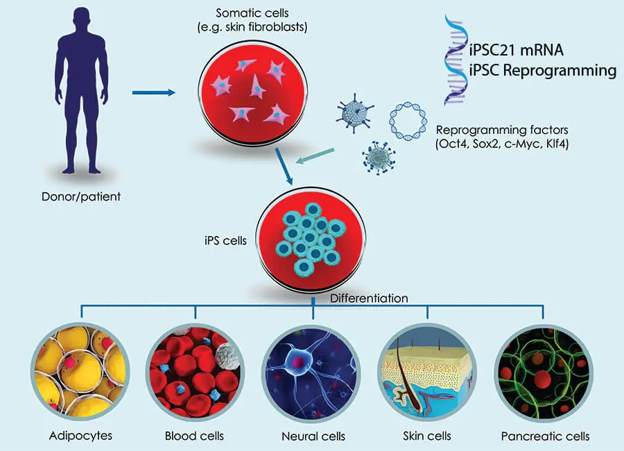 Umprogrammierung einer adulten Zelle in iPSCs