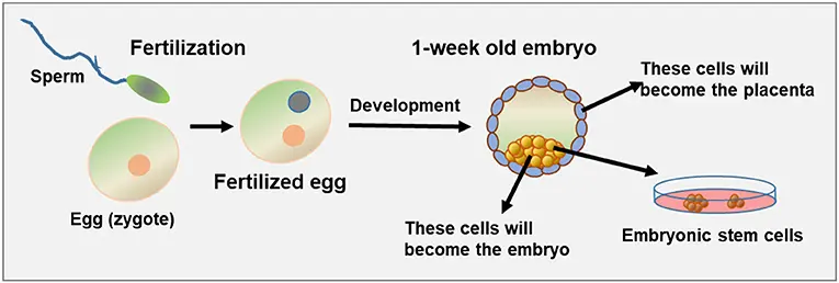 Ein detailliertes Diagramm, das den Prozess der Gewinnung von Stammzellen aus einem Embryo zeigt