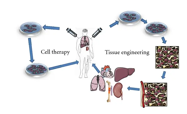 Ein Diagramm, das den Prozess der Stammzelltherapie veranschaulicht