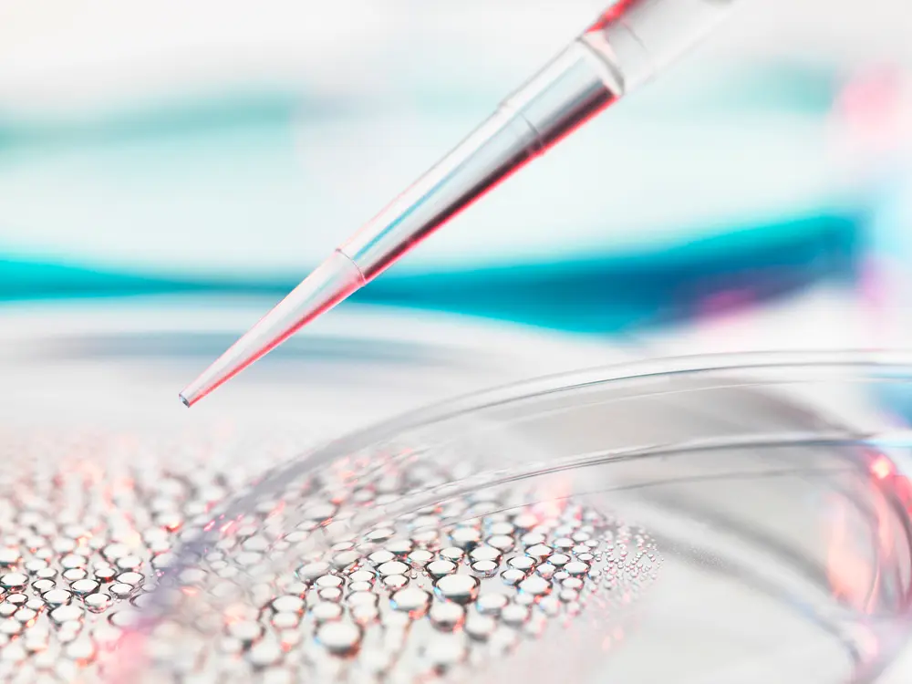 Stammzellenforschung, Pipettieren einer Probe in eine Petrischale mit Stammzellen für die medizinische Forschung