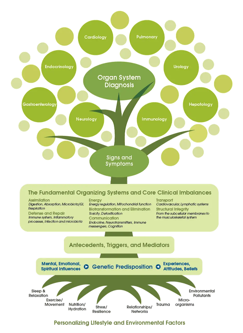 Functional medicine tree diagramm](/images/common/Functional-Medicine.png)