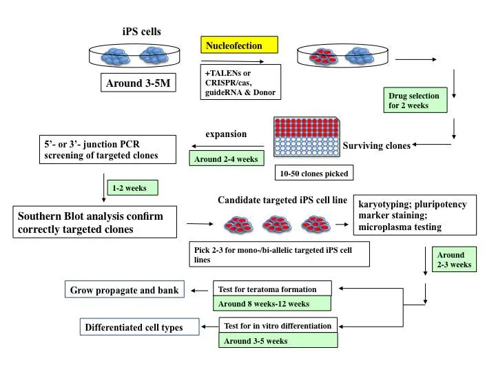 Grafische Darstellung des Prozesses zur Herstellung von iPSCs.