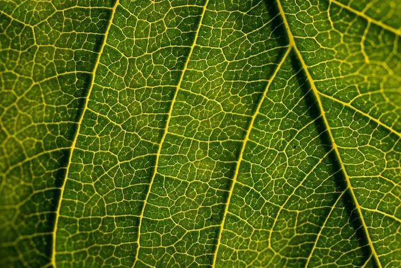 Pluripotente Stammzellen für die regenerative Medizin