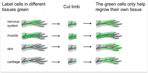 Ein Diagramm, das den Regenerationsprozess im menschlichen Körper veranschaulicht