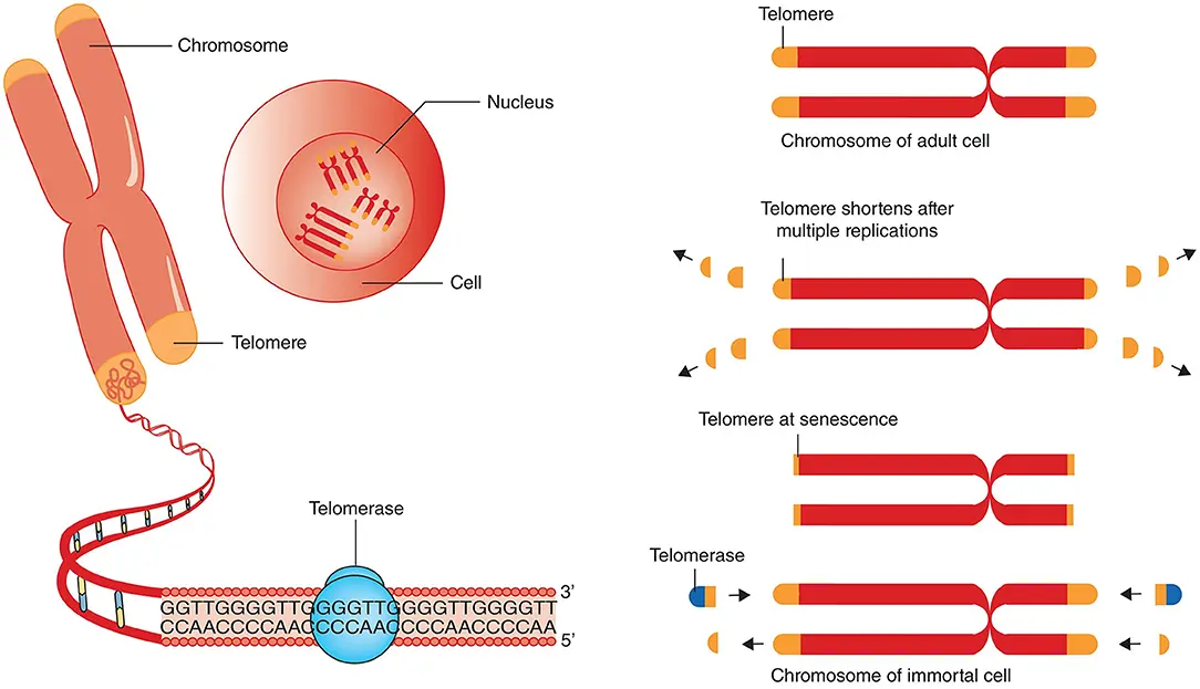 Eine anschauliche Grafik, die zeigt, wie Stammzellen die Länge der Telomere beeinflussen und damit das Altern beeinflussen können