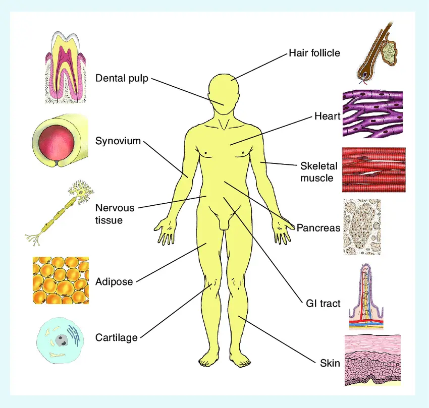 Ein anatomisches Diagramm, das die Lage der Stammzellreservoirs im menschlichen Körper zeigt.