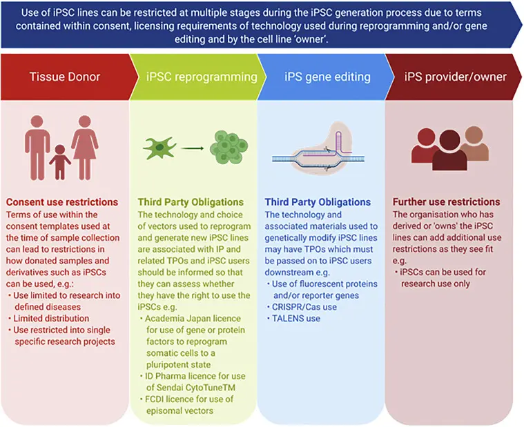 Eine Infografik, die die potenziellen Anwendungen von iPSCs in der Medizin zeigt 
