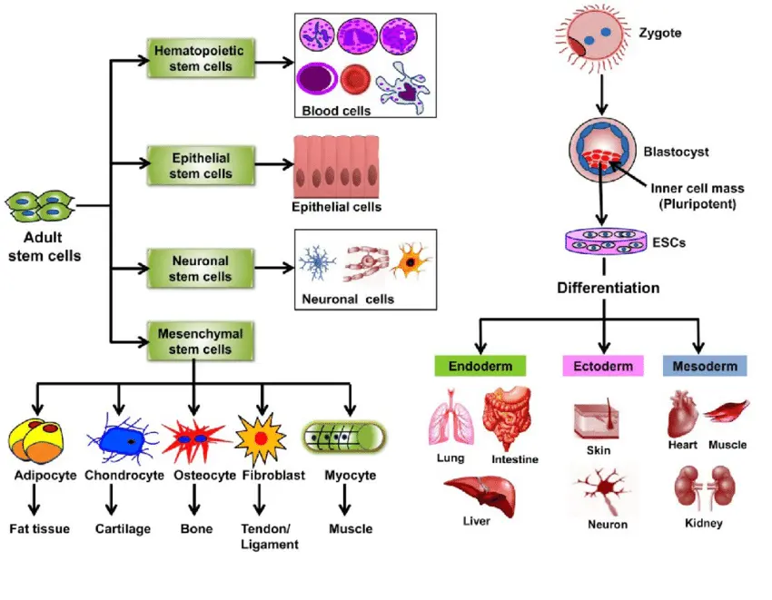 Ein Diagramm, das den Prozess der Differenzierung adulter Stammzellen und ihre Anwendungen in der Medizin veranschaulicht