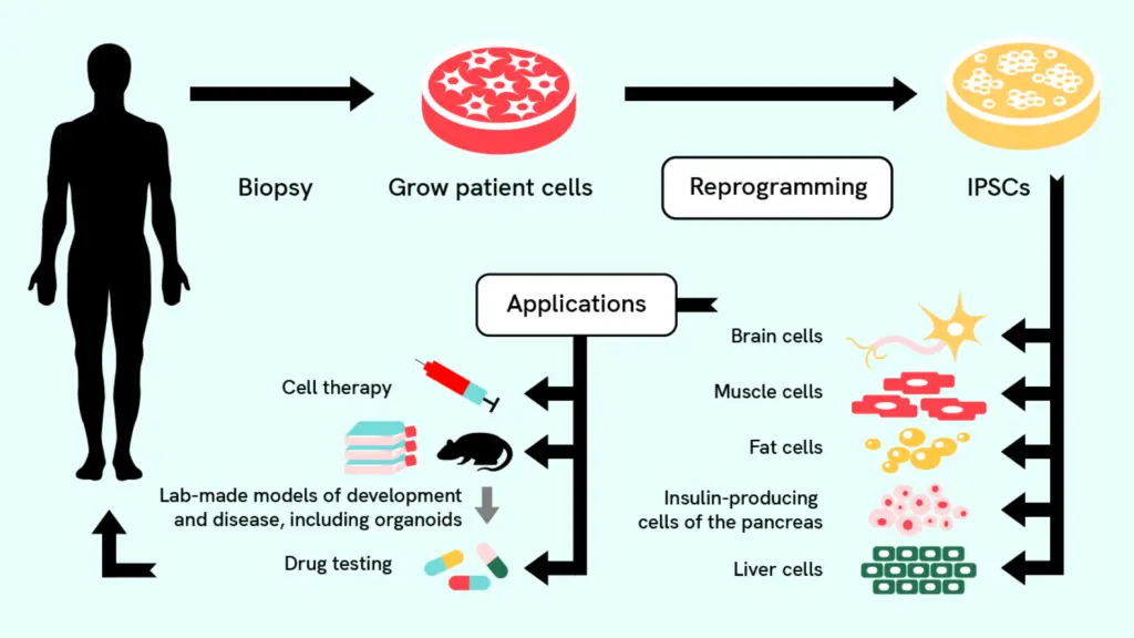 Eine Infografik, die das Potenzial von Stammzellen zur Transformation der Medizin und des Gesundheitswesens zeigt..