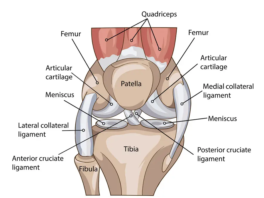 Anatomie des Kniegelenks